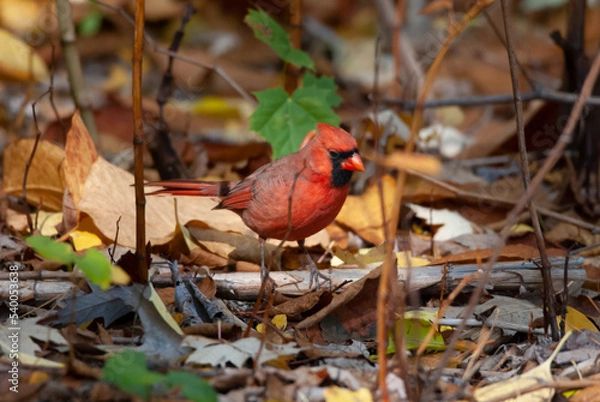 Obraz Northern Cardinal foraging