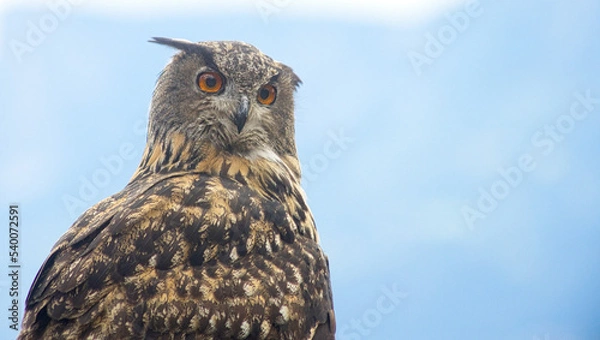 Fototapeta Uhu  (Bubo bubo)
