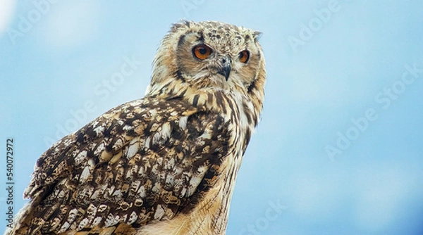 Fototapeta Uhu  (Bubo bubo)