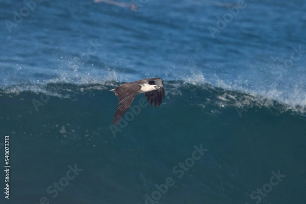 Fototapeta White-bellied sea eagle Haliaeetus leucogaster observed in East Java