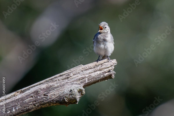 Obraz Jeune bergeronnette