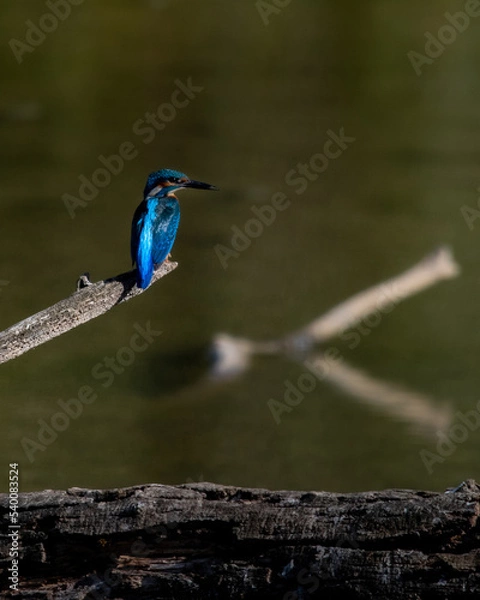 Obraz kingfisher
