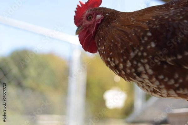 Fototapeta range chicken