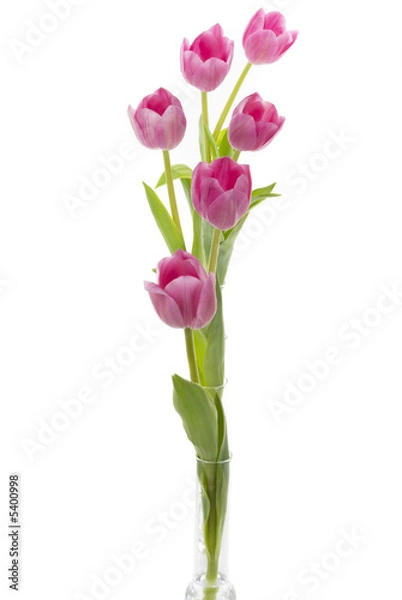 Obraz Elegant tulips