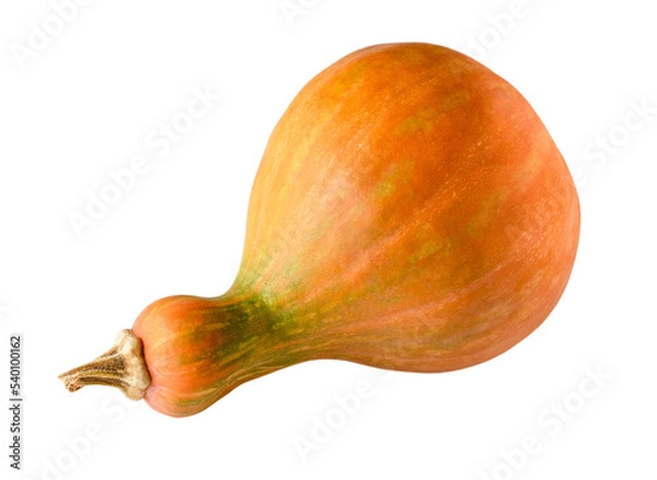 Obraz Whole long orange guitar-shaped pumpkin isolated on a white background