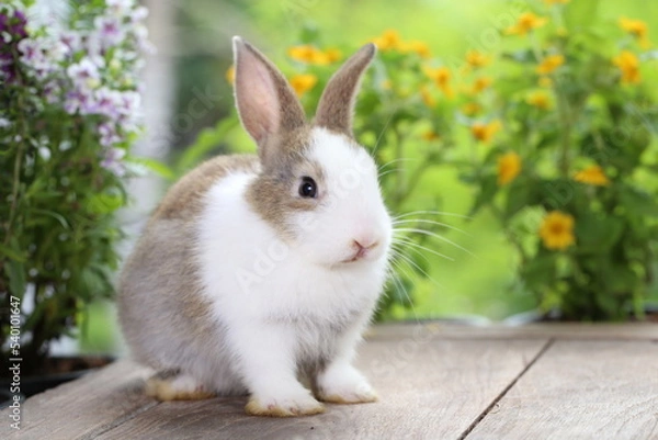 Fototapeta Cute little rabbit on green grass with natural bokeh as background during spring. Young adorable bunny playing in garden. Lovrely pet at park