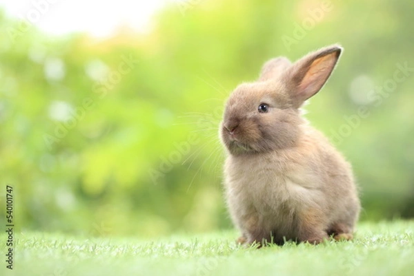 Fototapeta Cute little rabbit on green grass with natural bokeh as background during spring. Young adorable bunny playing in garden. Lovrely pet at park