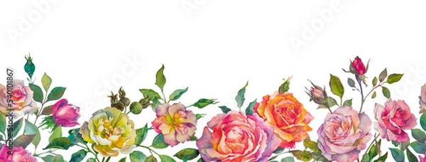 Fototapeta Seamless border of roses on a white background. Botanical watercolor illustration in a realistic style.