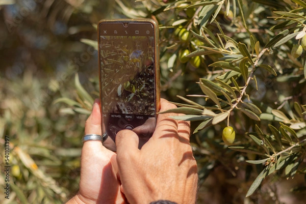 Obraz Man's hands photographing an olive with a smartphone.