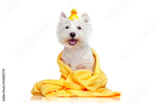 Fototapeta Happy dog after bath wrapped in a towel