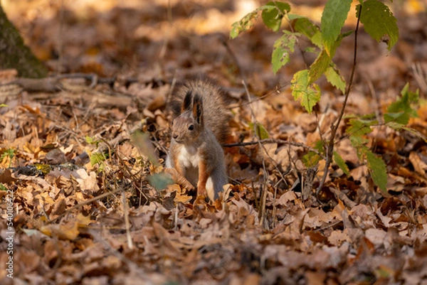 Fototapeta squirrel in autumn foliage