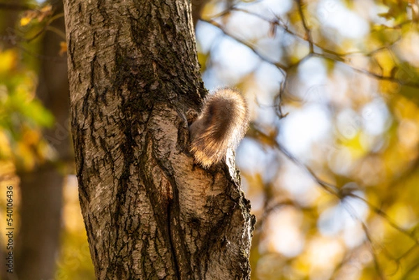 Fototapeta Squirrel tail sticking out of the hollow