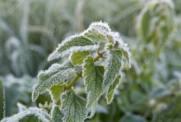 Obraz green nettle