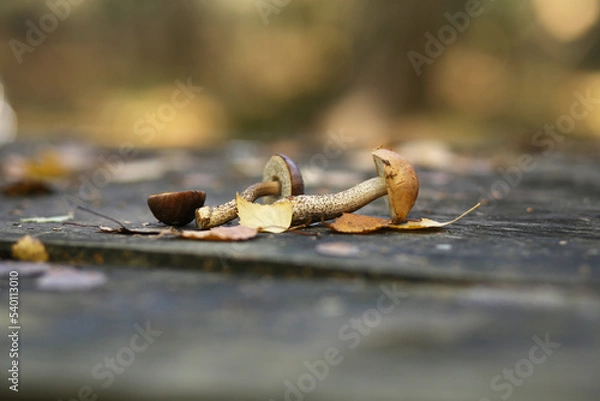Fototapeta Small edible forest mushrooms are on the table.