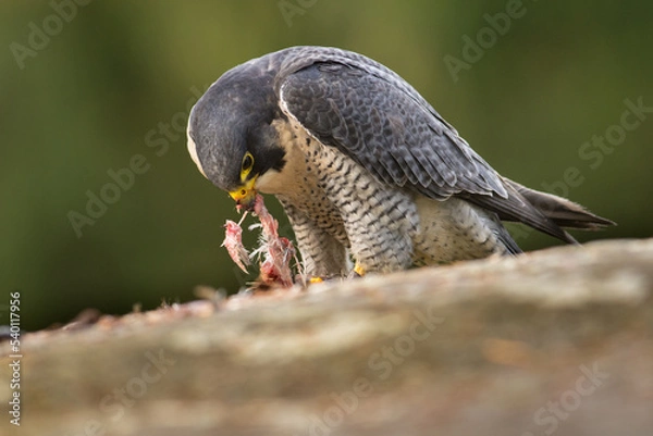 Obraz Peregrine falcon, Falco peregrinus, eating on a rock. Portrait of bird of pray with its prey. Majestic large, crow-sized falcon, it has a blue-grey back, barred white underparts, and a black head