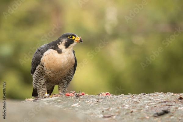 Obraz Peregrine falcon, Falco peregrinus, eating on a rock. Portrait of bird of pray with its prey. Majestic large, crow-sized falcon, it has a blue-grey back, barred white underparts, and a black head