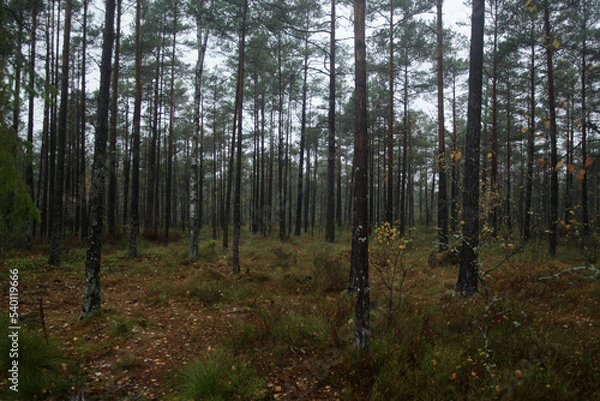 Obraz forest in autumn