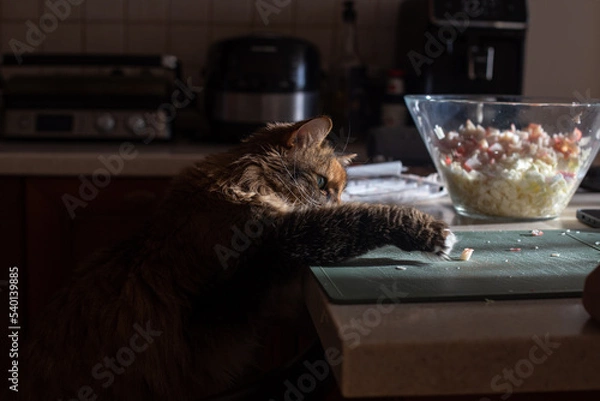 Fototapeta a funny domestic cat reaches out with its paw to a glass bowl of food that stands on the kitchen table.