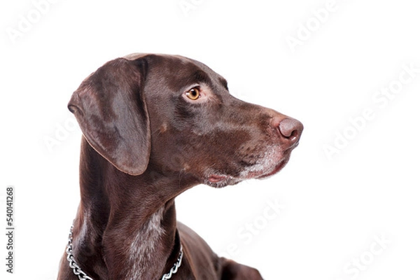 Obraz Pointer dog looking to the side head portrait