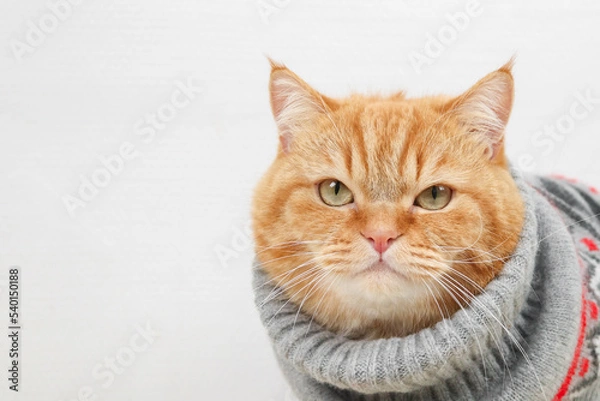 Obraz Portrait of a ginger pedigree cat in a gray winter sweater with a Christmas ornament.