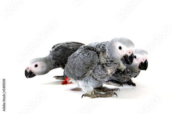 Obraz red tale parrot isolated on white