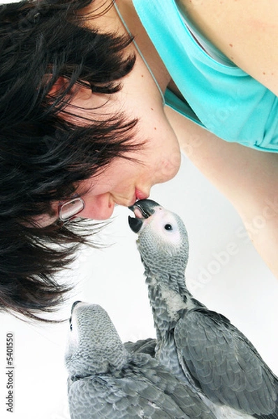 Fototapeta red tale parrot isolated on white kissing with female