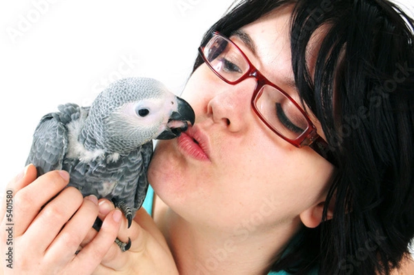 Fototapeta red tale parrot isolated on white kissing with female
