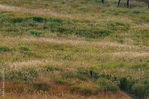 Obraz ススキの高原