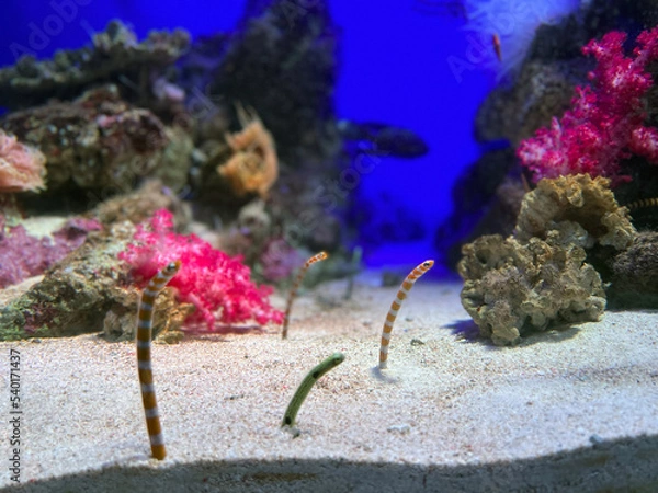 Fototapeta チンアナゴ