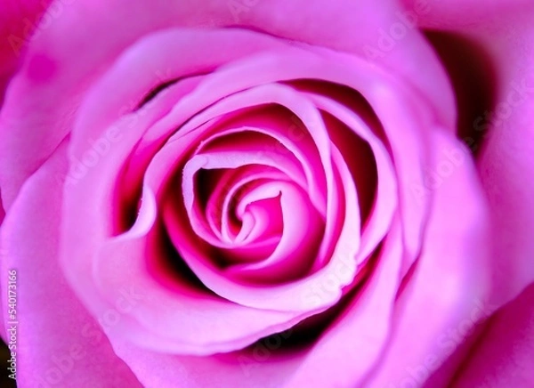 Obraz ピンク色の薔薇