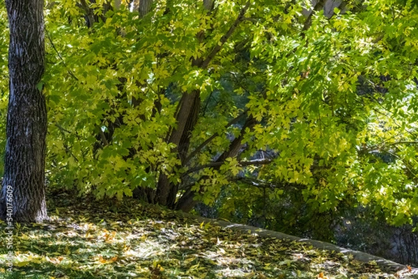 Obraz The Park Near the River