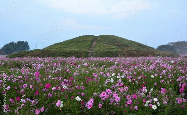 Fototapeta 二子山古墳とコスモス畑