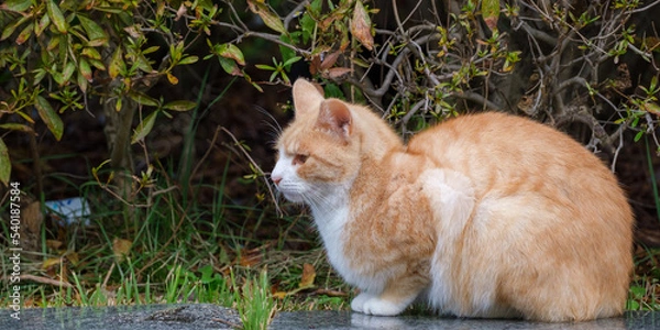 Fototapeta 고양이