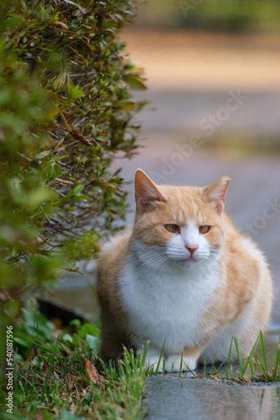 Fototapeta 고양이