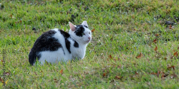 Fototapeta 고양이