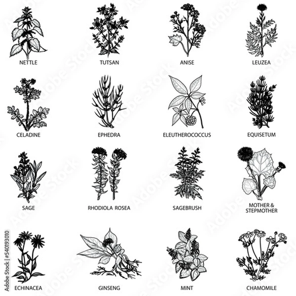 Obraz Medicinal herbs icons flat outlines vector collection set