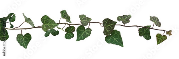 Obraz green ivy horizontal for composition