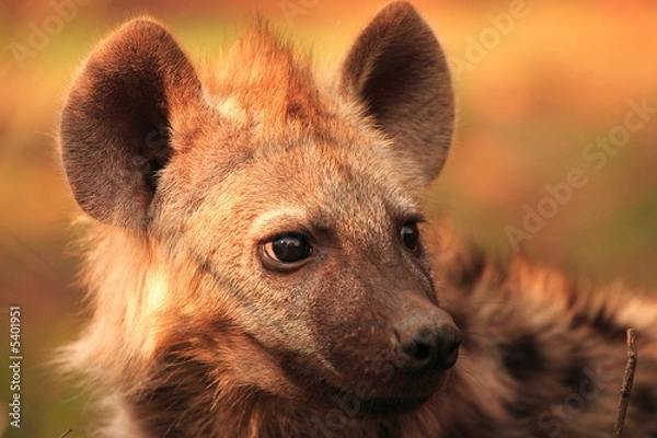 Obraz Hyena Youngster Portrait (Crocuta  crocuta)