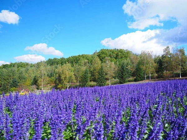 Fototapeta 北海道の風景 ブルーサルビア