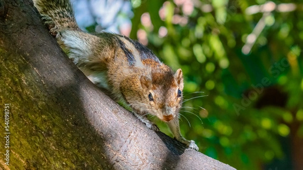 Obraz A squirrel crawls on the tree branch