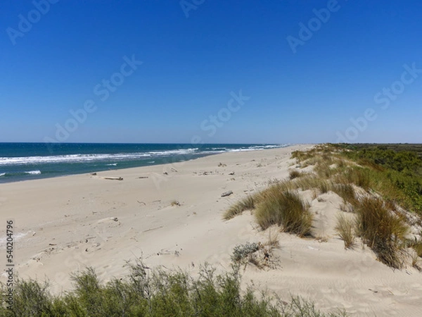 Fototapeta The dunes of the beach of Piemanson in Camargue. Azure blue sky on a Mistral wind day.