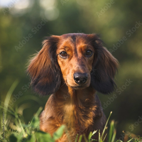 Obraz Dachshund Portrait