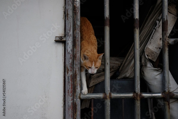 Obraz cat in the window