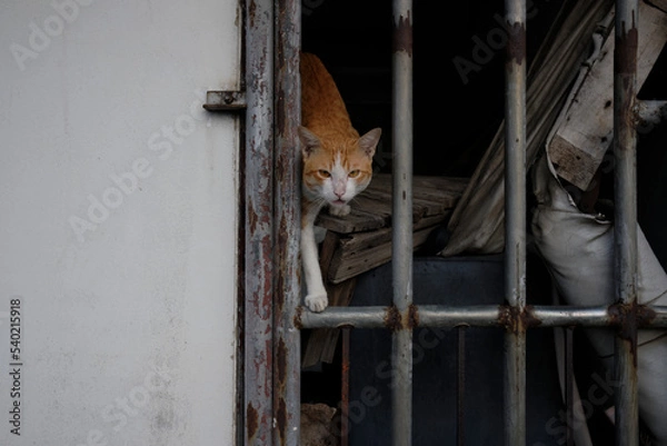 Obraz cat in cage
