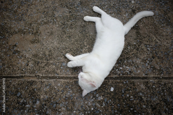 Obraz cat on the ground