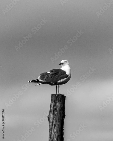 Obraz black headed gull