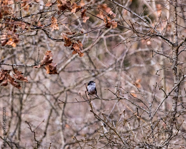 Obraz long tailed tit