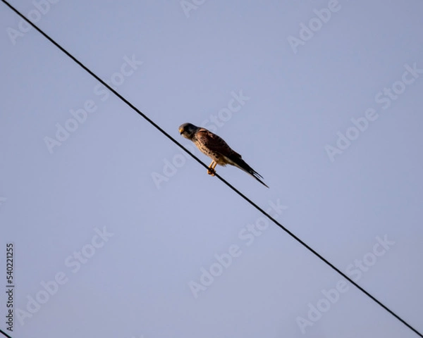 Obraz bird on wire