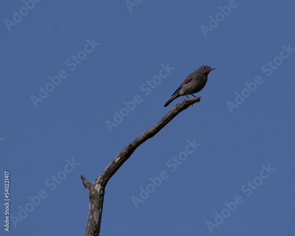 Obraz bird on a branch