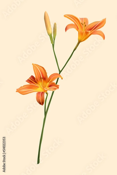 Obraz orange lily